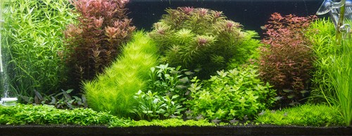 Tropica layout 105 set - tropica,