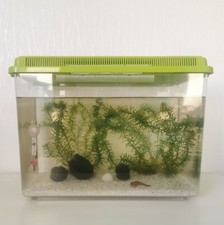 Triops (Gamberi preistorici)