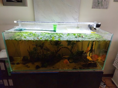 Acquario 300 litri completo - 300,